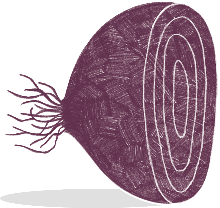 Illustration of a purple onion