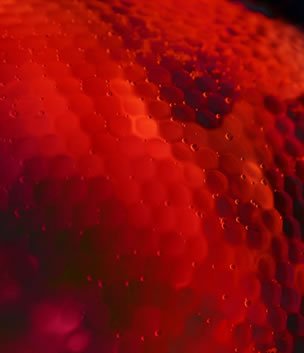 Ancillary Study Image