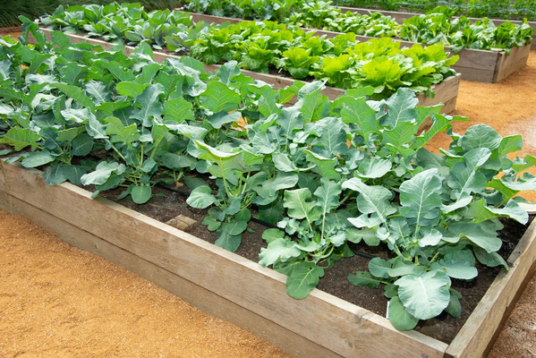 Broccoli_in_Garden