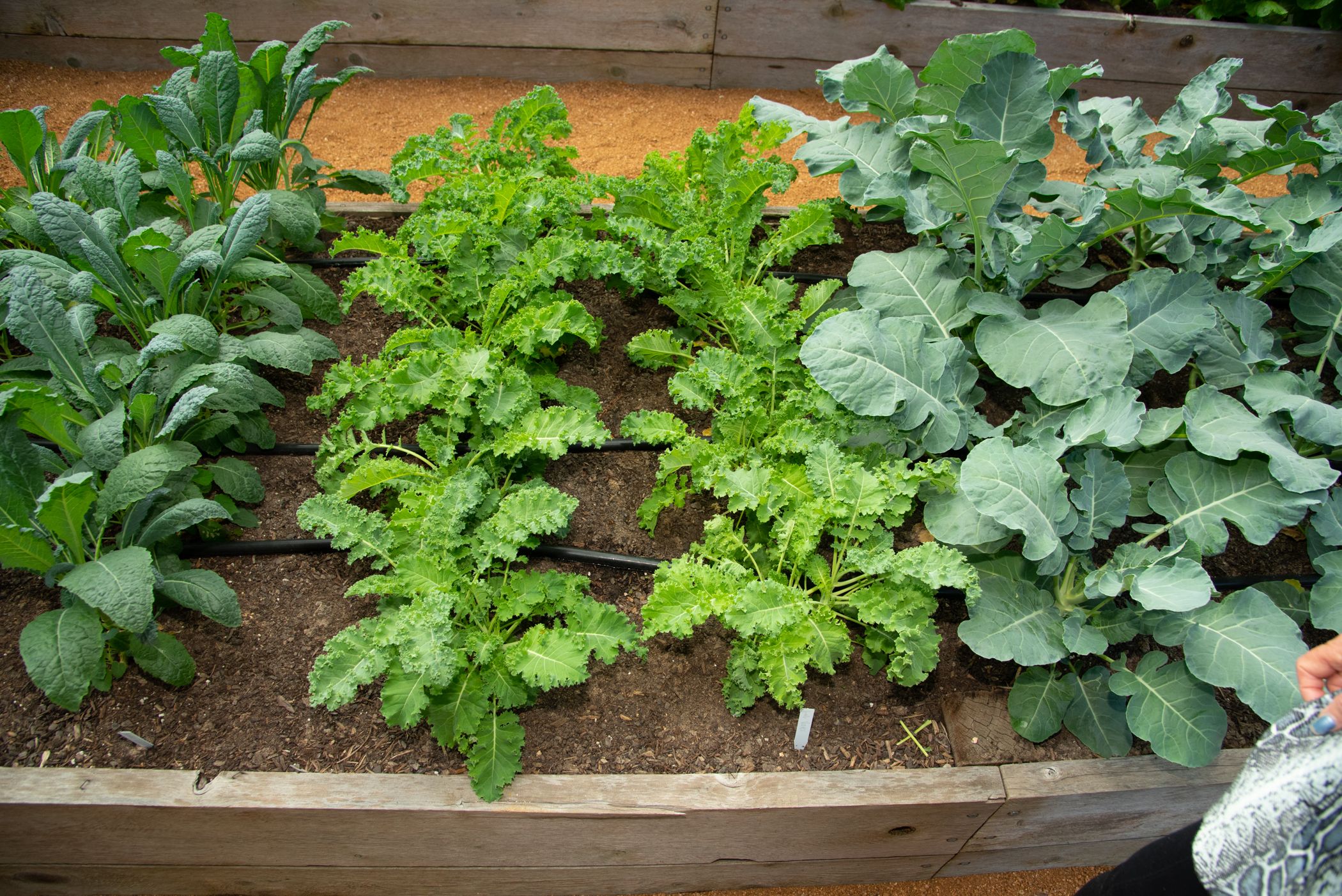 picture of garden harvest