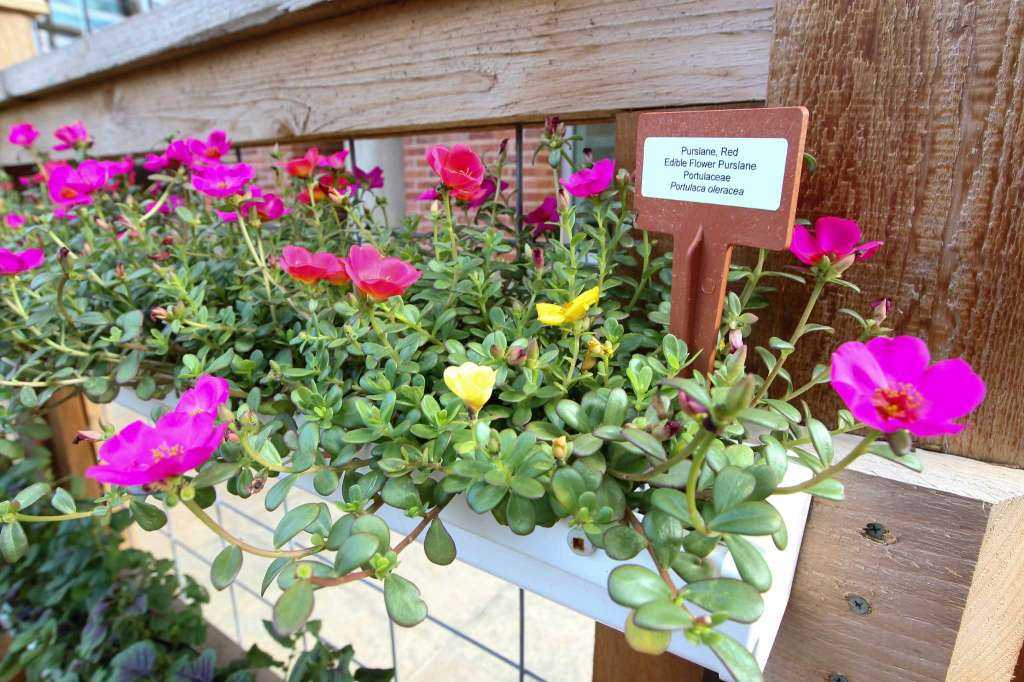 nourish garden flowers