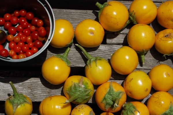 garden tomatoes